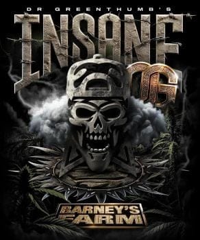 Insane OG Feminized Seeds-BFS-INOG-FEM