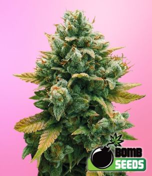 Godfather Bomb Feminised Seeds-BOMB-GFBOM-FEM