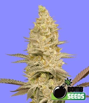 Glookie Bomb Feminised Seeds-BOMB-GLBOM-FEM