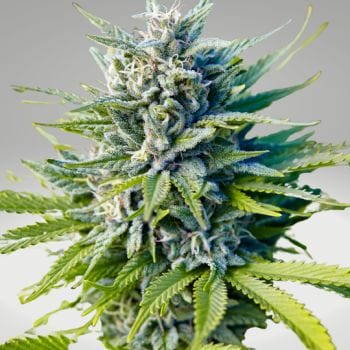 Blue Dream Clones-SMAN-CL-BLDR