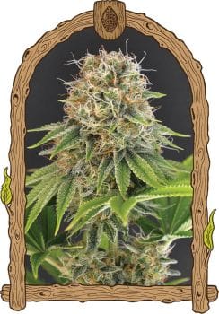 Wedding Monkey Feminised Seeds-EXO-WEMO-FEM
