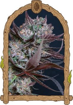 Black Lemon Feminised Seeds-EXO-BLLE-FEM