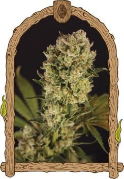 Candy Jungle Auto Feminised Seeds-EXO-CAJU-AUTO-FEM