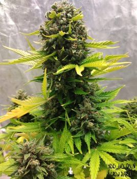 Stilton Special Auto Feminised Seeds-MEPH-STILT-AUTO-Fem