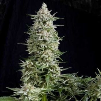 Amnesia Gold Feminised Seeds-PYR-AMG-FEM