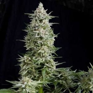 Amnesia Gold Feminised Seeds-PYR-AMG-FEM