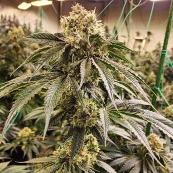 Dirty Banana Gen 1 Schnell Feminisiert Saatgut-ETHO-DBG1-FAST-FEM