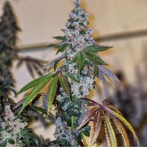 Cherry Pie OG S1 Feminised Seeds-ETHO-CPOG-FEM