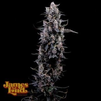 Sour Grape Diesel Feminized Seeds-JLG-SOGD-FEM