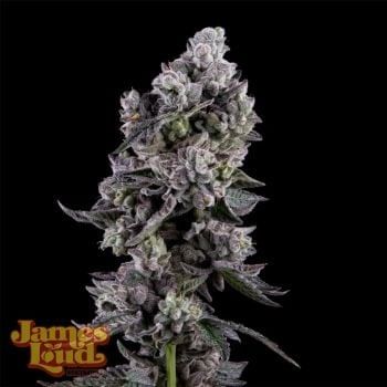 Havana Bandana редовно семена-JLG-HABA-REG