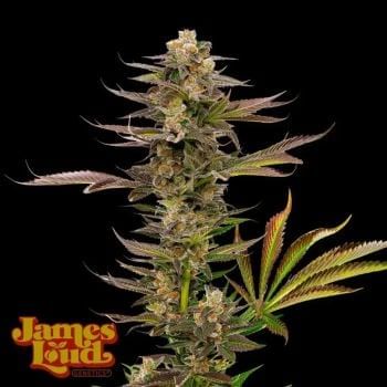 Guavalato Auto Feminised Seeds-JLG-GUAV-AUTO-FEM