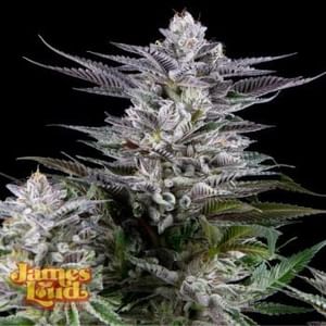 Gee Zee Feminized Seeds-JLG-GEZE-FEM