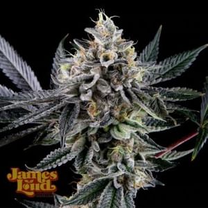 Frosted Biscotti Auto Feminized Seeds-JLG-FRBI-AUTO-FEM
