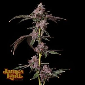 Foam Party Feminized Seeds-JLG-FOPA-FEM