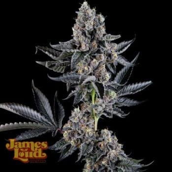 Everglazed (Ltd. Release) Feminized Seeds-JLG-EVER-FEM