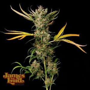 Banana Cough Regular Seeds-JLG-BACO-REG