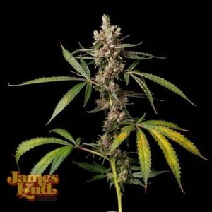 Apples & Banana Z Regular Seeds-JLG-APBZ-REG