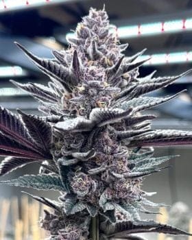 Pink Milk Feminized Seeds-SOL-PIMI-FEM