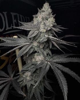 Lucid Vision Feminised Seeds-SOL-LUVI-FEM