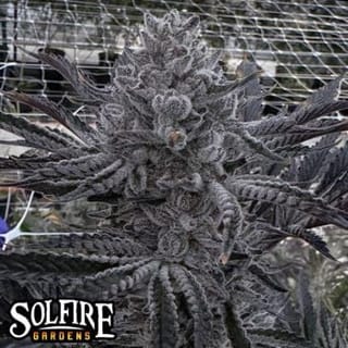 Butter Balm Feminised Seeds-SOL-BUBA-FEM