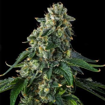 Presidential Pardon Feminized Seeds-COM-PRPA-FEM