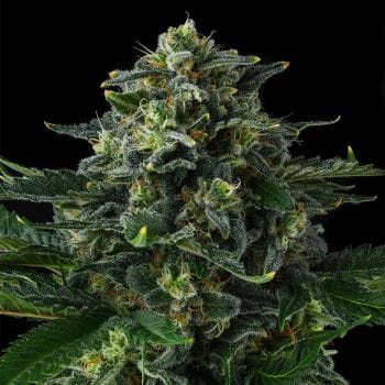 Philbo Baggins Feminized Seeds-COM-PHBA-FEM