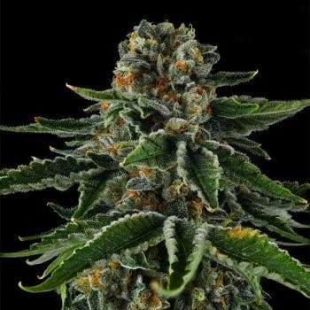 Mr Jones Feminized Seeds-COM-MRJO-FEM