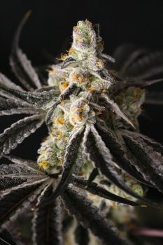 Funky Fuego Feminised Seeds-LIHE-FUFU-FEM
