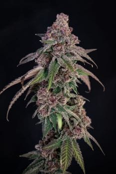 Louisiana Pine Feminised Seeds-LIHE-LOPI-FEM