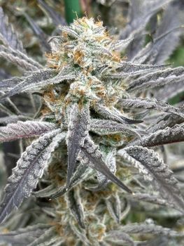 Strawberry Cadillac Feminised Seeds-LIHE-STCA-FEM