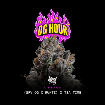OG Hour Feminised Seeds-WIZT-OGHO-FEM