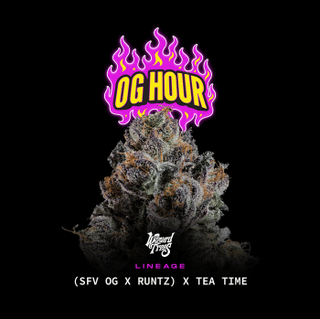OG Hour Feminised Seeds-WIZT-OGHO-FEM