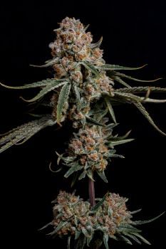 Super Drip феминизирани семена-NIWH-SUDR-FEM