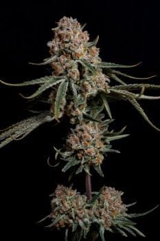 Super Drip Feminisiert Saatgut-NIWH-SUDR-FEM