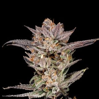 Lychee Feminised Seeds-NIWH-LYCH-FEM