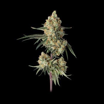 Sour Berry Shake Feminized Seeds-HAVG-SOBS-FEM