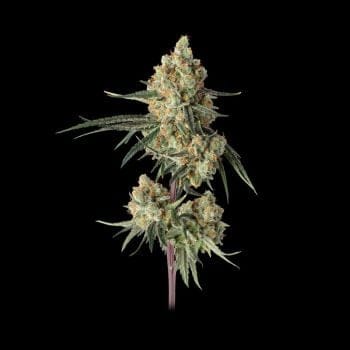 Sour Berry Shake Feminised Seeds-HAVG-SOBS-FEM
