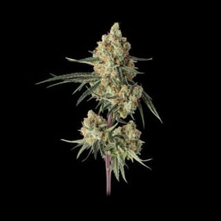 Sour Berry Shake Feminized Seeds-HAVG-SOBS-FEM