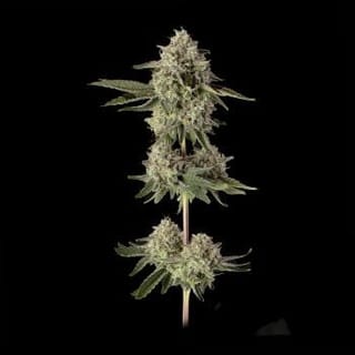 Super Belts Feminised Seeds-HAVG-SUBE-FEM
