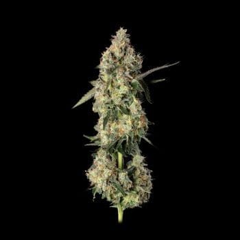 Lemon Smuggler Feminised Seeds-HAVG-LESM-FEM