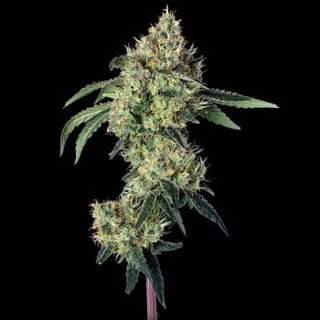 Lemon Prime Feminized Seeds-HAVG-LEPR-FEM