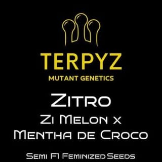 Zitro Feminisiert Saatgut-TERP-ZITR-FEM