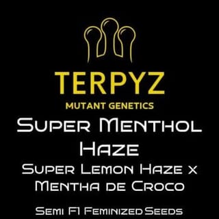 Super Menthol Haze Feminised Seeds-TERP-SUMH-FEM