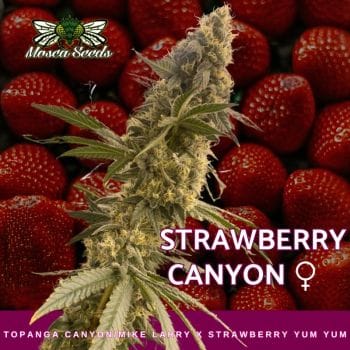 Strawberry Canyon Feminized Seeds-MOSCA-STCA-FEM