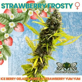 Strawberry Frosty Feminized Seeds-MOSCA-STFR-FEM
