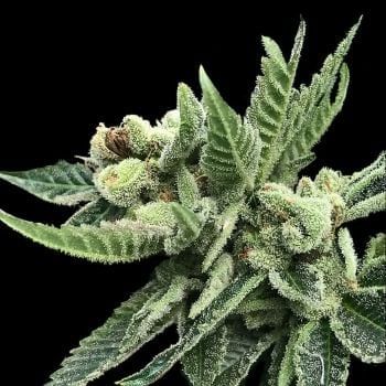 White Widow Feminized Seeds-DNA-WHWI-FEM