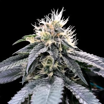 Green Crack Feminized Seeds-DNA-GRCR-FEM