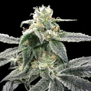 Blue Dream Feminized Seeds-DNA-BLDR-FEM