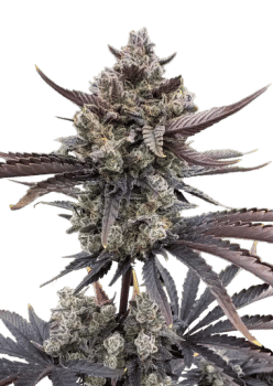 Banana Purple Punch RF3 Auto Feminised Seeds-FB-BPPRF3-AUTO-FEM