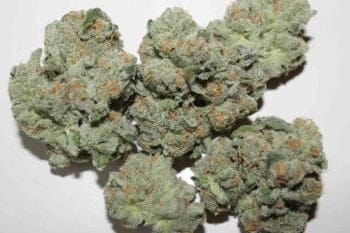 ZaZa Skunk Feminized Seeds-PUCA-ZASK-FEM